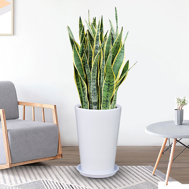 虎皮兰盆栽虎尾兰室内客厅卧室吸甲醛好养绿植到家花卉办公室植物视频