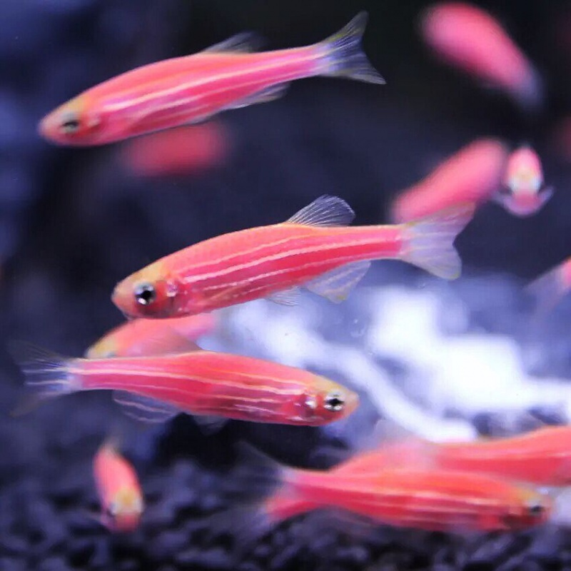 浅酌宠物小型热带鱼观赏鱼灯科鱼鱼群游鱼鱼红斑马鱼蓝斑马冷水鱼包活到家 