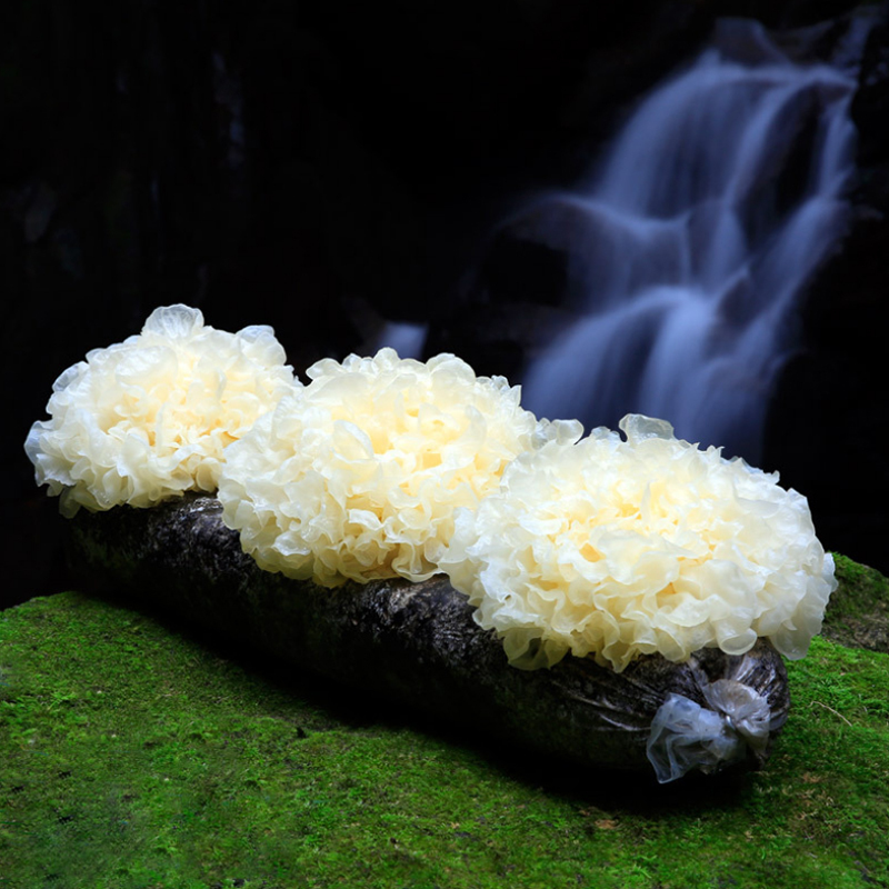 晋唐福建古田新鲜白银耳6朵(约120g/朵)活鲜雪耳新鲜菌菇蔬菜 单位:箱