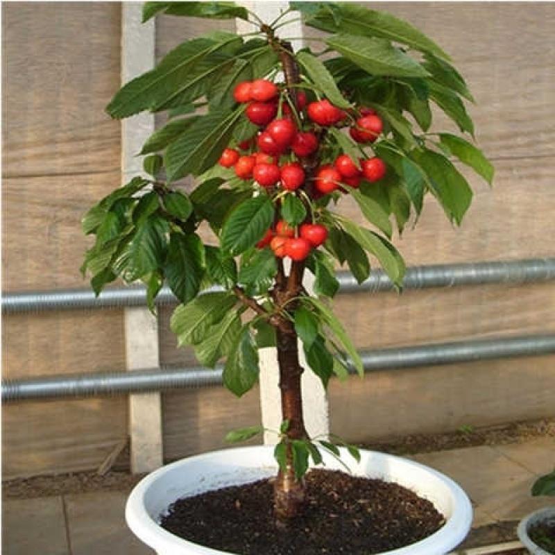 果树苗车厘子嫁接樱桃苗樱桃树苗盆栽地栽北方南方种植可盆栽地陪