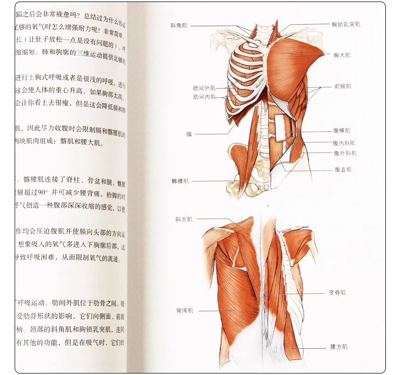 [正版]央视网舞蹈解剖学 芭蕾舞蹈教程 舞蹈艺术概论基础理论全套解刨学动作图解教学法 体型形体知识手册训练解刨学舞蹈书高清大图