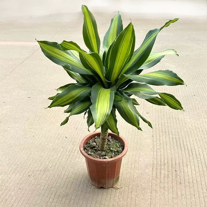 诚智旺 金心也门铁 50cm/盆高清大图