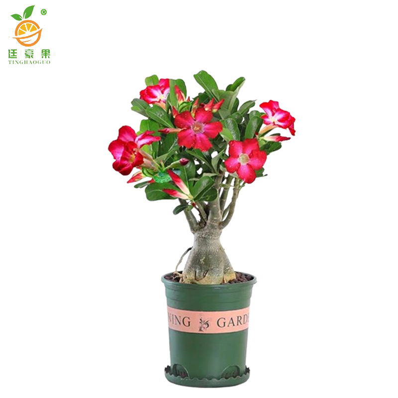 廷豪果 沙漠玫瑰 冠幅80cm /棵