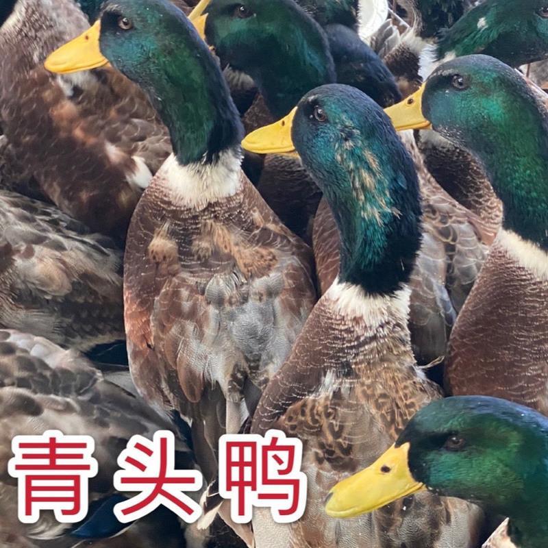 老鸭,水鸭,整鸭活体现杀全国顺丰 广东省 爆款尝鲜小水鸭/只-送赠品