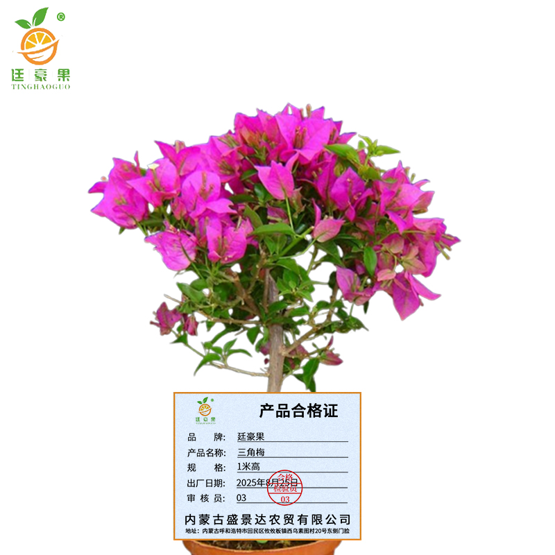 廷豪果 三角梅 1米高 /棵高清大图
