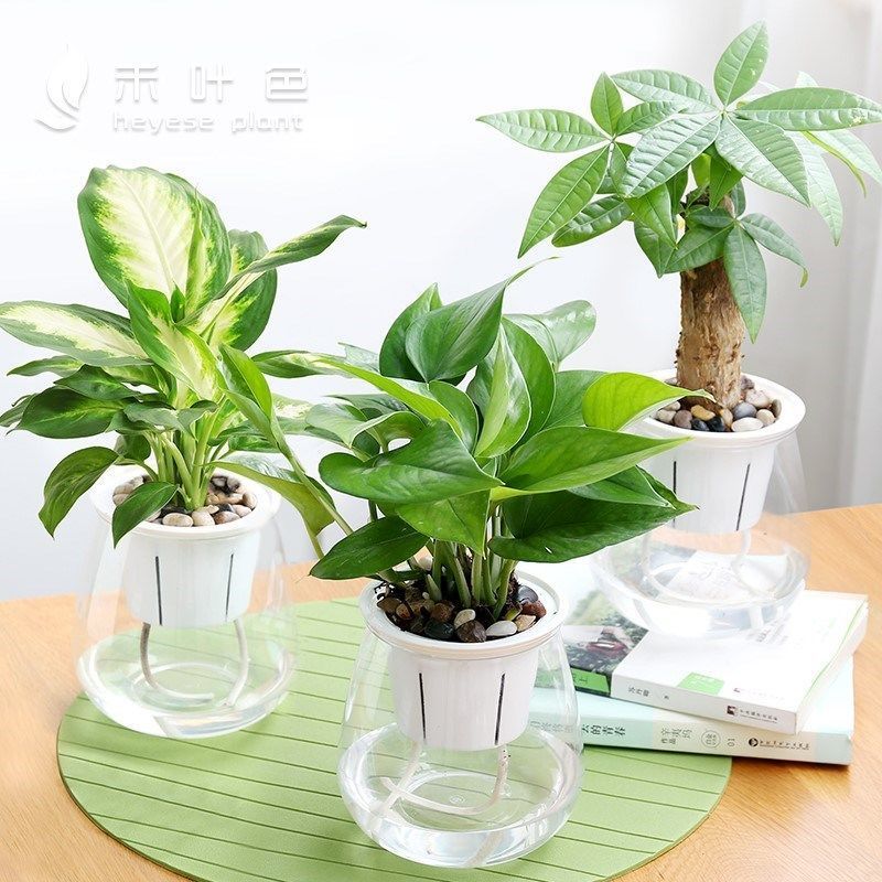 幼儿园植物角水培小盆栽儿童种植可爱植物装饰自然角种植创意室内高透