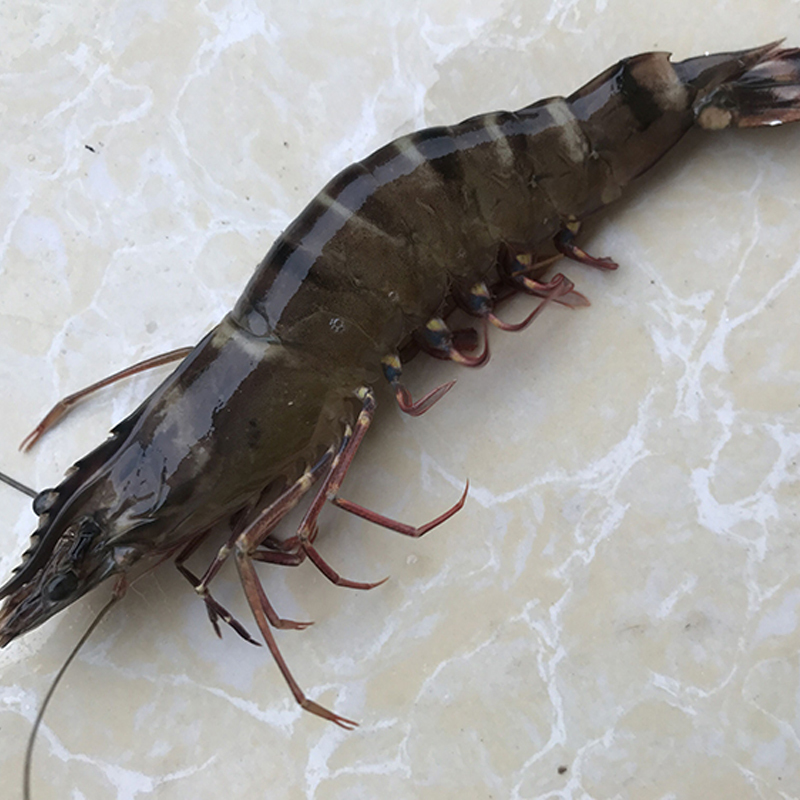 国产沈志雄船长东山岛海鲜海捕大的黑虎虾虎节虾鲜活速冻盒装45条250g