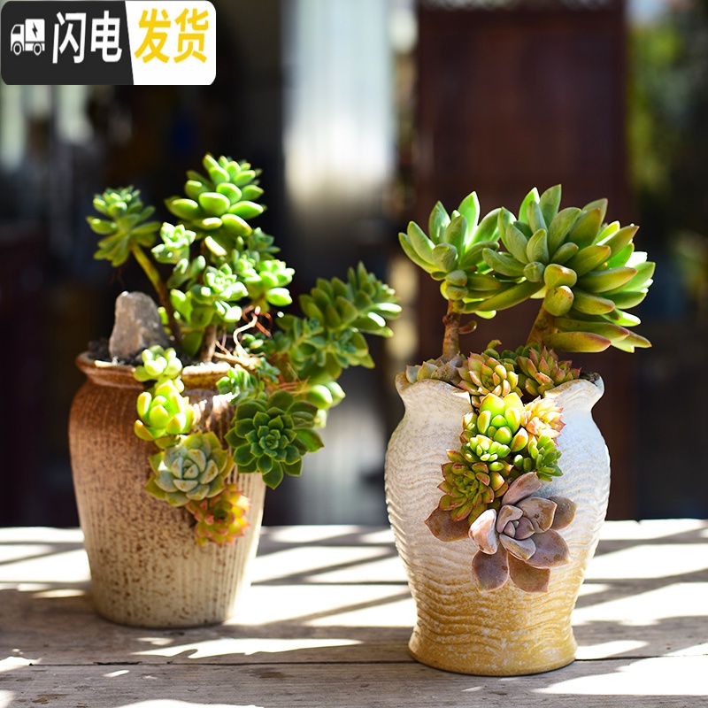 三维工匠多肉花盆创意个性大口径 陶瓷肉肉植物粗陶透气 老桩法师陶土拼盘 [WH8-1(紫)] 大花盆容器高清大图