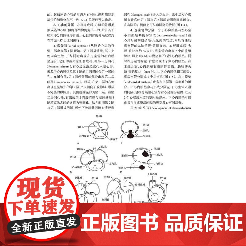 小儿心脏病学第5五版 陈树宝 儿童心脏病领域的新进展 儿童心脏病遗传学检测胎儿及新生儿时期心脏病 人民卫生出版社9787高清大图