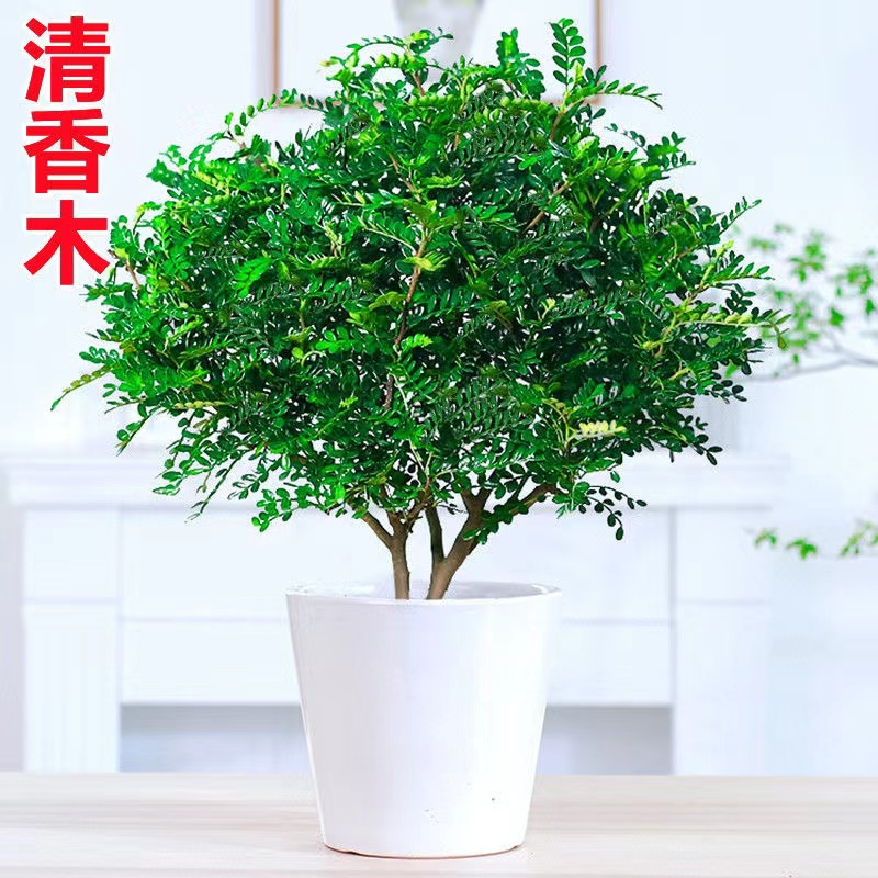 [补贴10%]清香胡椒木盆栽花卉室内外驱蚊草植物树苗老桩盆景九里香绿植客厅高清大图