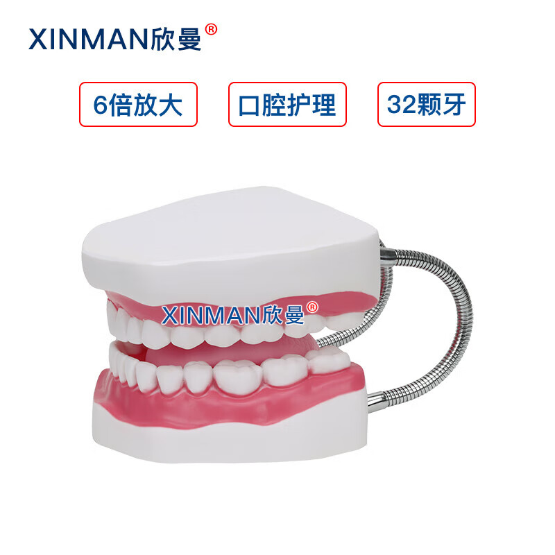 欣曼科教 口腔护理模型 牙保健模型 口腔清洁操作模型XM-KQA高清大图