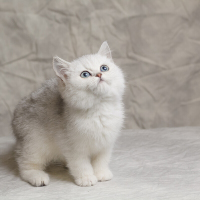 英短银渐层猫咪英国短毛猫银渐层纯种猫咪幼崽