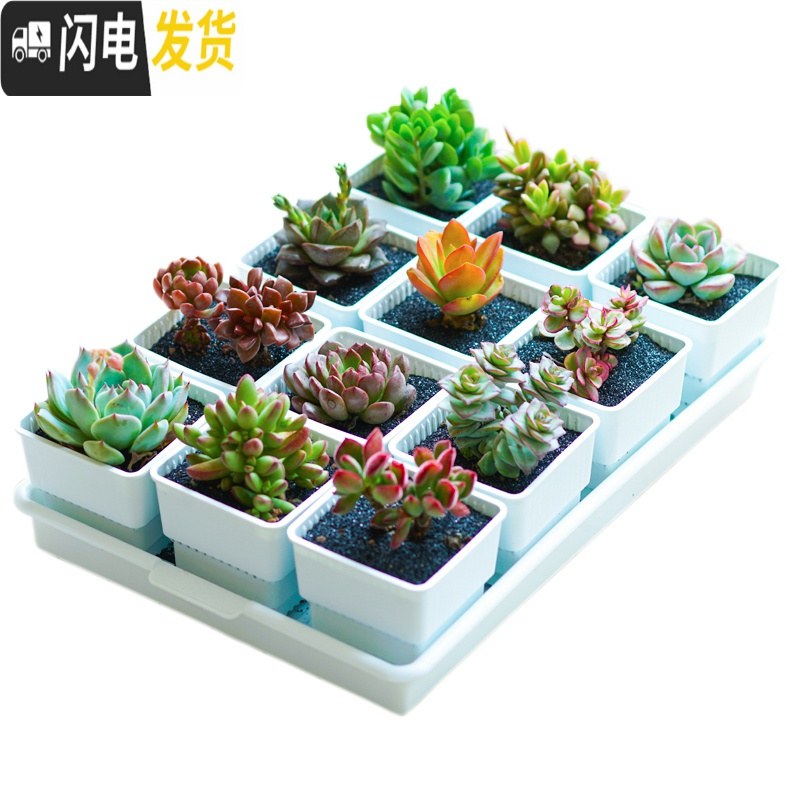 三维工匠控根多肉花盆套装组合塑料创意个性简约透气北欧风肉肉小盆器 黑托+12个黑盆(7cm盆) 中小花盆容器