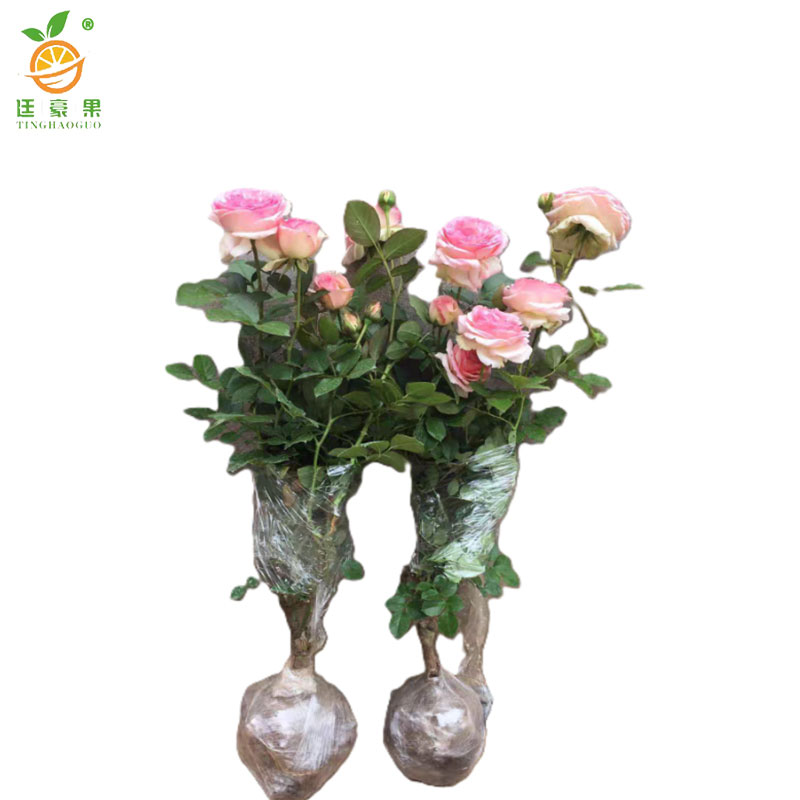 廷豪果 粉龙沙 4-6枝 /盆高清大图