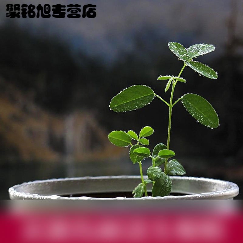 易拉罐罐头植物迷你花卉绿植种子办公室室内桌面创意趣味盆栽生活日用园艺用品花卉绿植盆栽