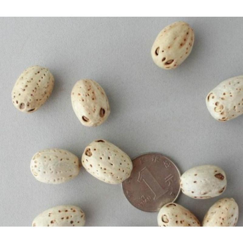 千眼菩提种子五眼果种子白菩提种子