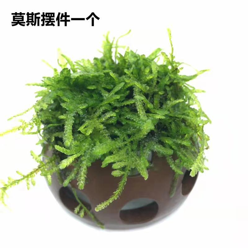 莫斯半圆 虾洞莫斯虾窝水族孵化罐小鱼躲避洞莫斯沉木养殖茂盛莫斯造景摆件