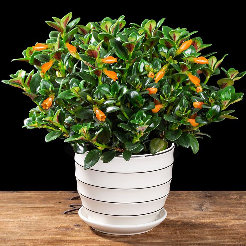 金鱼吊兰整盆黑纹陶瓷盆送肥生金鱼花吊兰盆栽四季观花植物办公室内