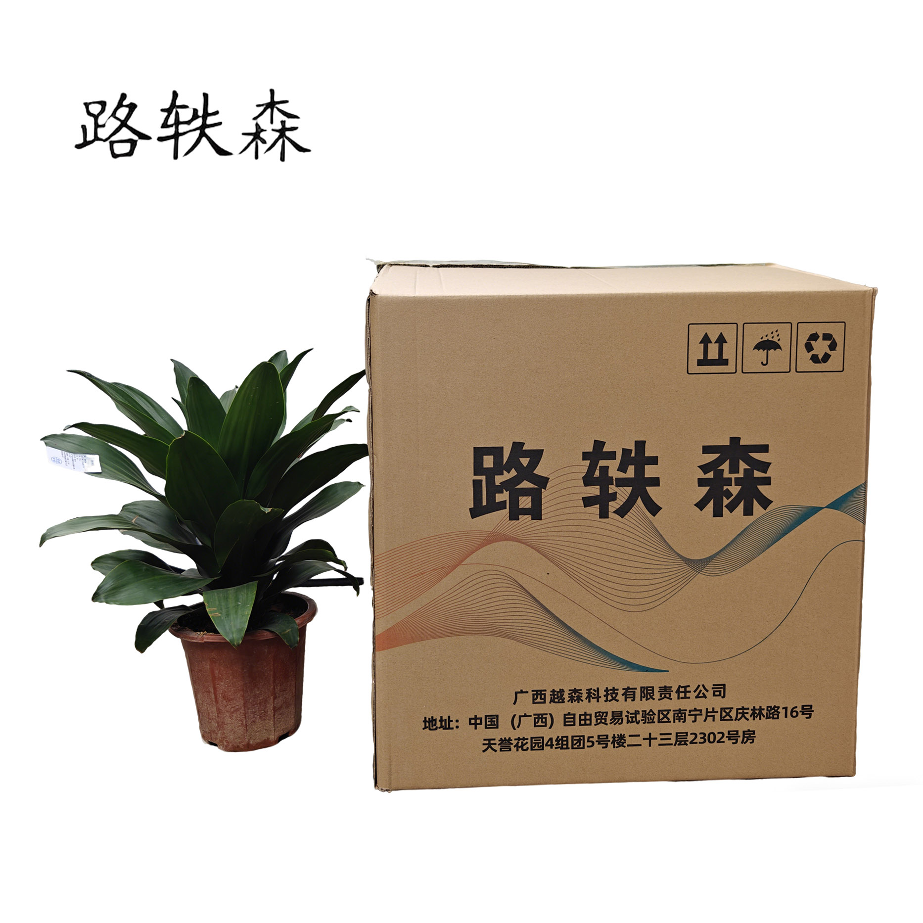 路轶森 精品也门铁 50cm 棵高清大图