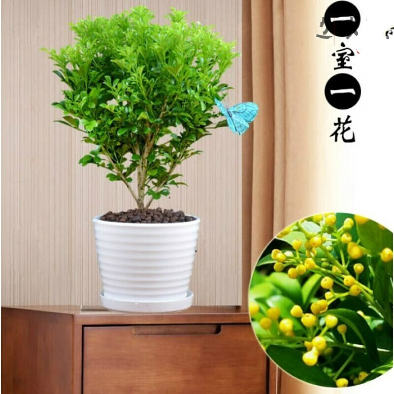 古达米兰盆栽花卉阳台观花植物室内花净化空气四季绿植盆景开花不断2年苗不含盆报价 参数 图片 视频 怎么样 问答 苏宁易购