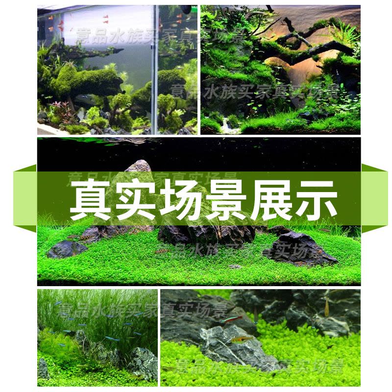 水草籽鱼缸种子牛毛对叶真水草种籽草坪草籽造景植物底砂套餐图片