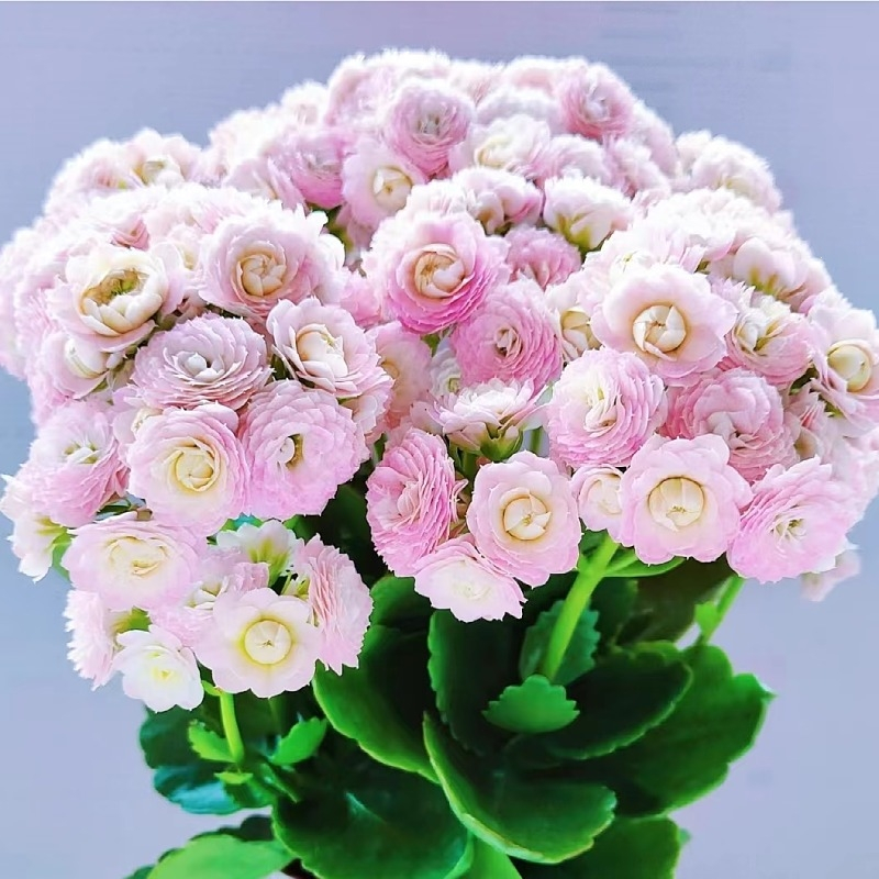 回固长寿花盆栽重瓣花大花金狐狸水果糖带花苞四季开阳台室内花卉绿植