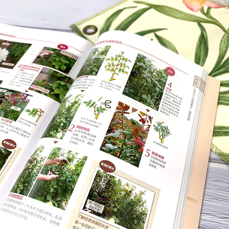 [醉染正版]新手养花书籍 新手月季栽培完全手册 品种选择栽培养护病虫害防治庭院搭配 村上敏 月季病虫害防治庭院搭配 月季高清大图