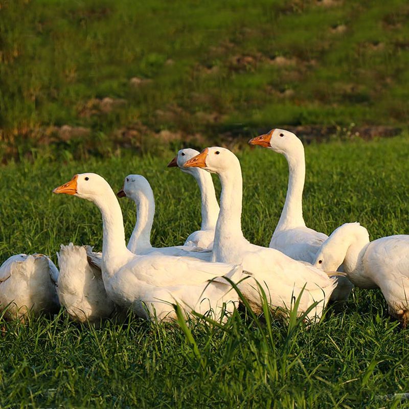 农家散养新鲜大鹅鹅肉鹅掌大白鹅活体冷冻非东北笨老鹅现杀完6斤 6斤