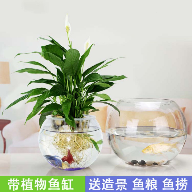 鱼缸小型家用客厅小玻璃桌面家用迷你金鱼缸圆形水培加厚养鱼缸园高清大图