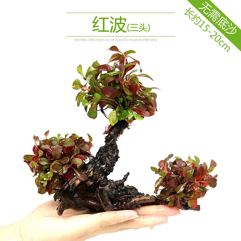 鱼缸造景套餐性水榕沉木真水草淡水无土植物增氧趴地矮珍珠