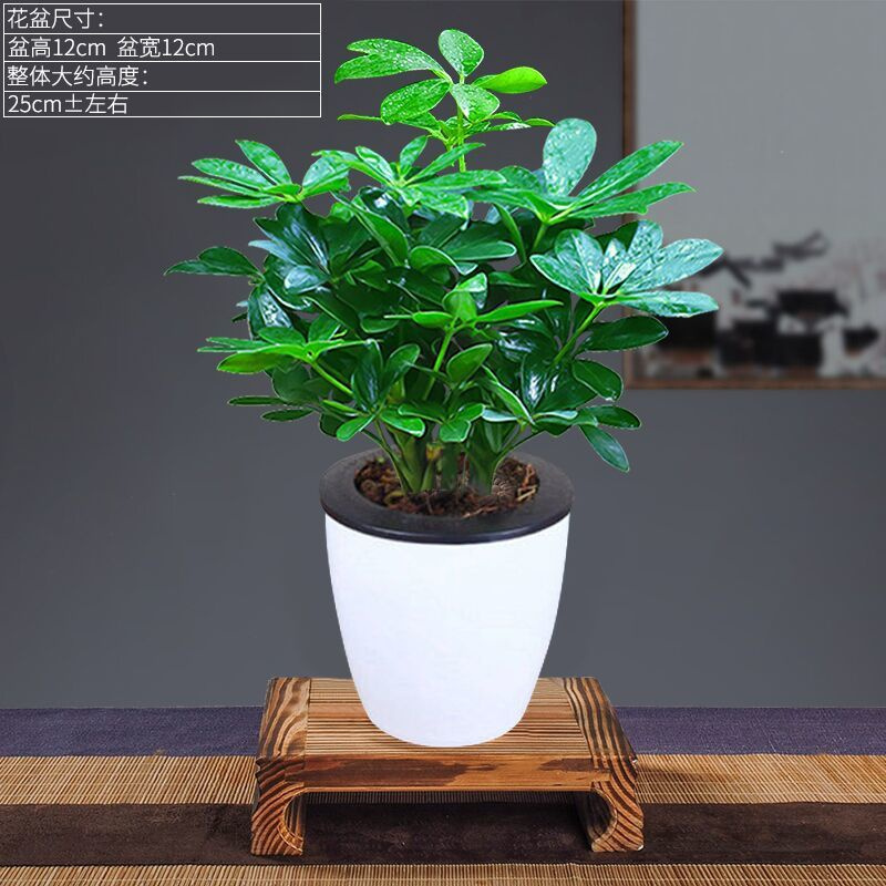 绿植盆栽室内鸭脚木盆栽发财树盆栽树阳台客厅八方来财盆景八方来财 一盆 白色吸水盆 肥报价 参数 图片 视频 怎么样 问答 苏宁易购