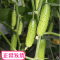 甜美水果黄瓜种子四季夏春季秋冬短粗黄瓜苗阳台蔬菜种孑易种