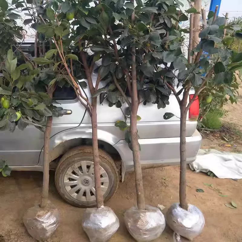 诚智旺 柿子树 直径5公分/棵高清大图