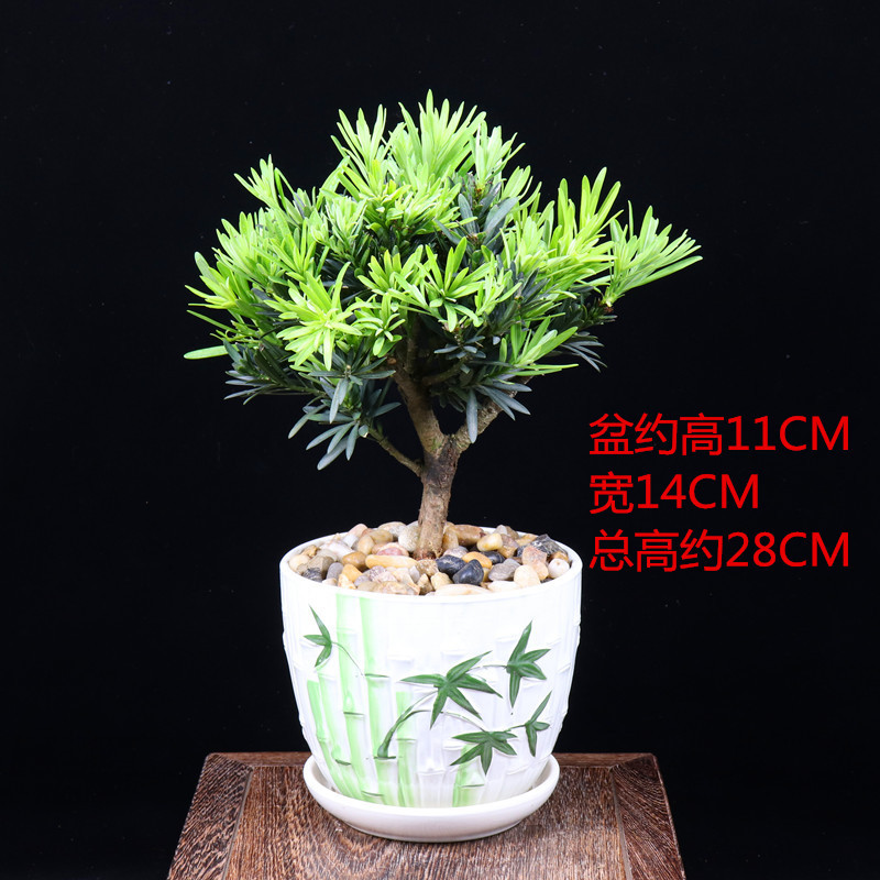 罗汉松盆景室内植物好养客厅办公室桌面绿植四季 盆栽