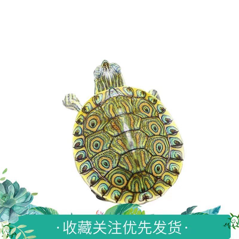 孤单一只 送乌龟粮 大河甜甜圈龟苗 佛州尼加拉瓜彩龟乌龟宠物水龟小乌龟活