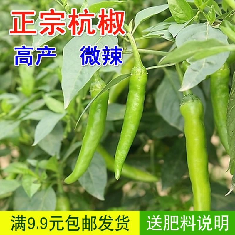 蔬菜种子正宗本地杭椒种子杭椒一号小尖椒辣椒红线椒青椒不辣