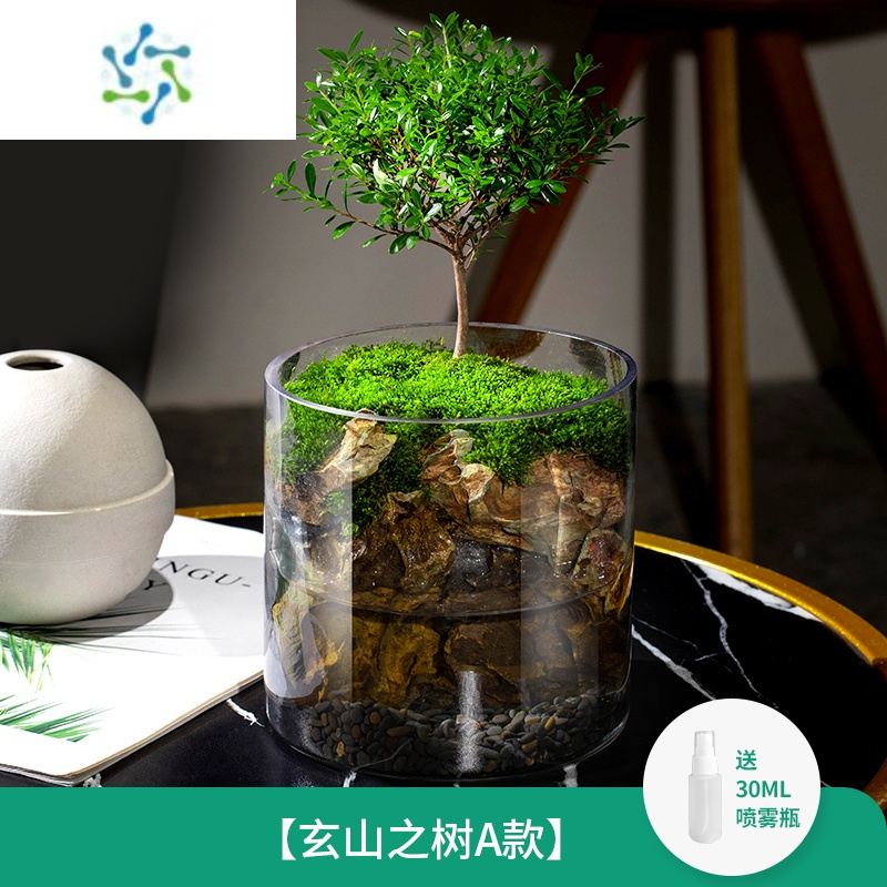 三维工匠生态瓶苔藓微景观桌面盆栽青苔造景绿植物闷养鱼缸办公室水培摆件花卉