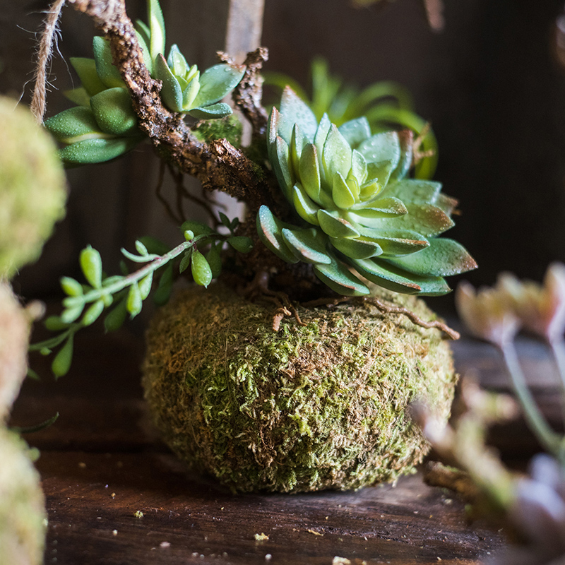 美帮汇干苔藓包球 花器花盆植物培育基质 装饰摆件花艺搭配 天然苔藓花器大号 大高清大图