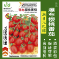 蔬菜种子四季播种阳台农家盆栽香菜菠菜生菜韭菜小葱草莓籽孑大四 均码 瀑布樱桃番茄约50粒
