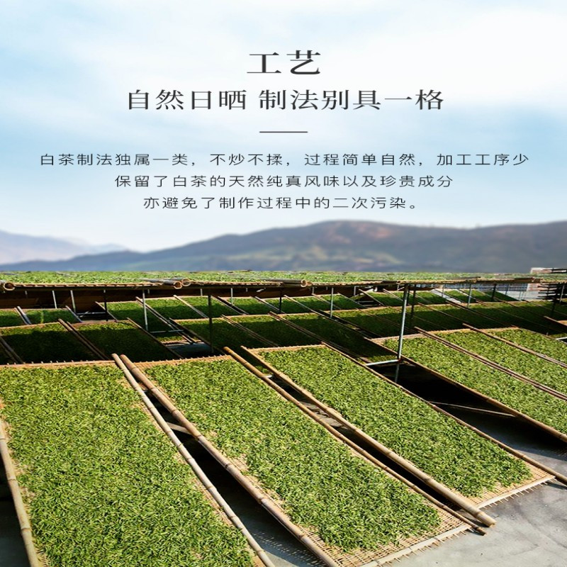 溪碧山福鼎白茶350g高清大图