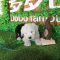 多多名宠 古牧犬幼犬 古代牧羊犬 宠物狗狗纯种古牧幼犬 大型犬 幼崽