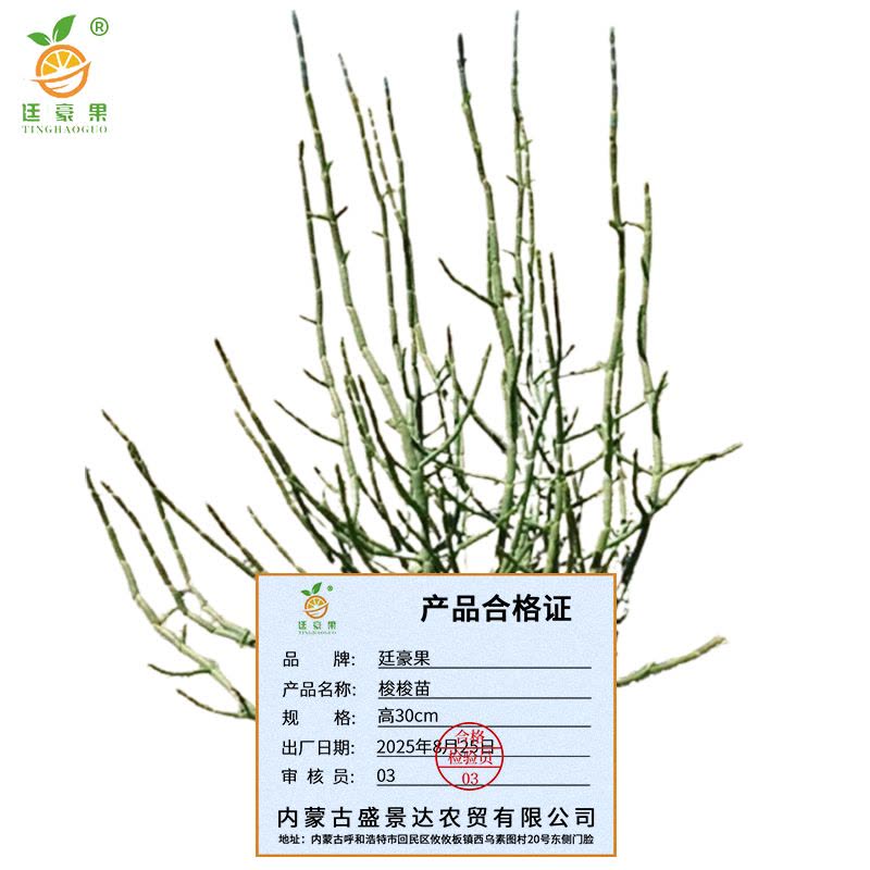 廷豪果 梭梭苗 30cm /棵图片