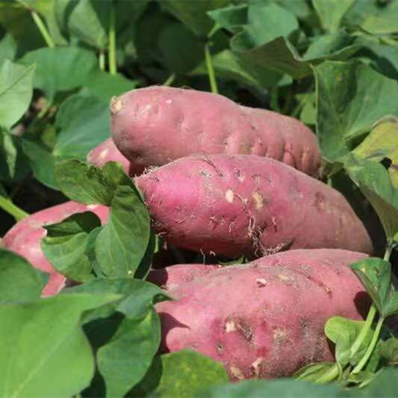 [西沛生鲜]陕西正宗板栗薯 净重8.5斤 大果 新鲜小香薯蜜薯桥头地瓜农家自种沙地板栗薯高清大图