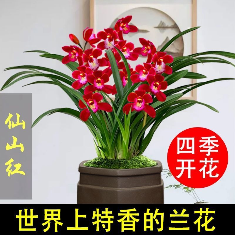 兰花苗浓香室内花卉盆栽易养活耐寒耐热名贵兰花墨兰四季兰绿植苗仙山红