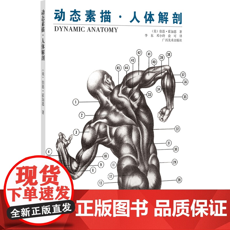 动态素描. 人体解剖高清大图