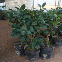 买三送一当年开花茶花苗十八学士5年茶花大苗盆栽绿植花卉庭院地栽绿化四季山茶花树苗木