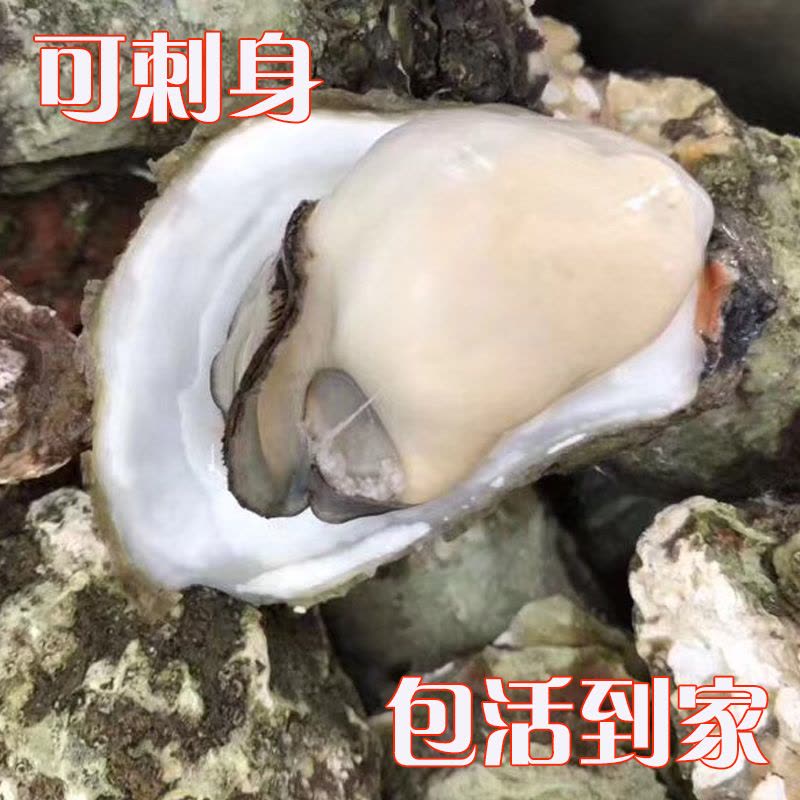 [活鲜]沈志雄船长 刺身生蚝海蛎东山岛牡蛎 冷水蚝 刺身生蚝2.5kg (约35-42个) 顺丰空运图片