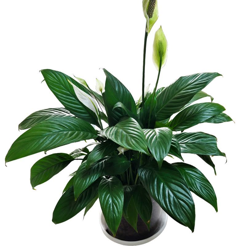 嘉众忆 水培室内盆栽45cm JZY-PZ003 件图片