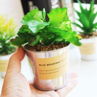 北欧ins绿植摆件仿真多肉假植物盆栽客厅卧室窗台摆设创意小盆景