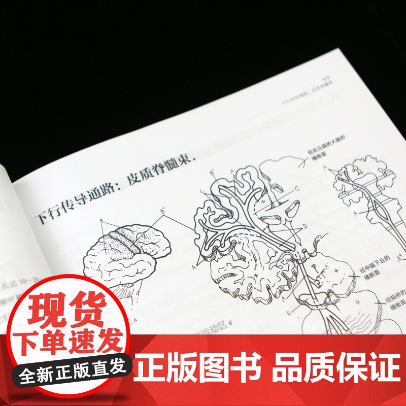 大脑笔记 神经系统涂色学习手册 重现解剖学教授经典课堂 神经系统医学脑科医学涂色练习书籍书排行榜 后浪正版高清大图